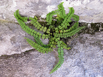 Asplenium trichomanes subsp. pachyrachis