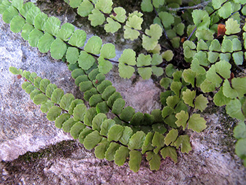 Asplenium trichomanes subsp. pachyrachis