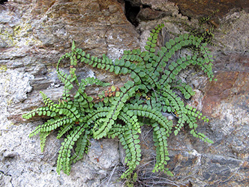 Asplenium trichomans subsp. pachyrachis