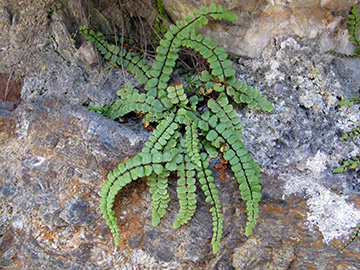 Asplenium trichomanes subsp. pachyrachis