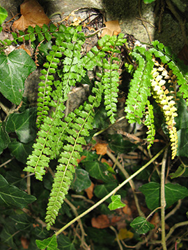 Asplenium viride