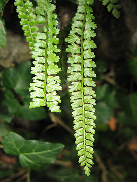 Asplenium viride