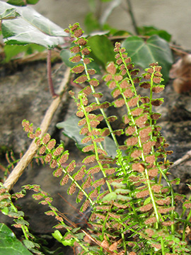 Asplenium viride