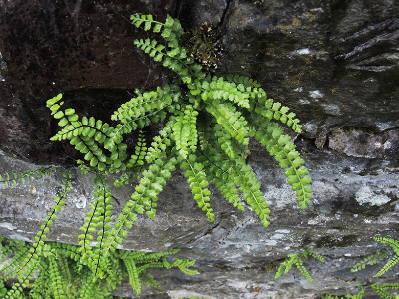 Asplenium viride