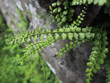 Asplenium viride