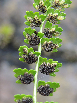 Asplenium viride