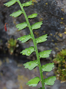 Asplenium viride