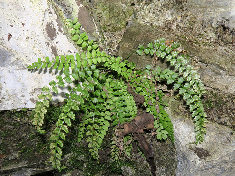 Asplenium viride