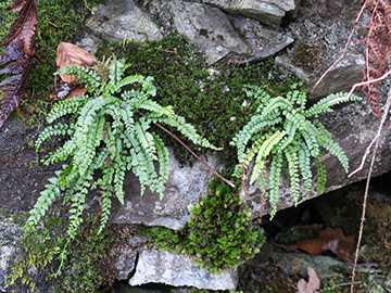 Asplenium viride