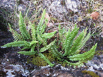 Asplenium viride