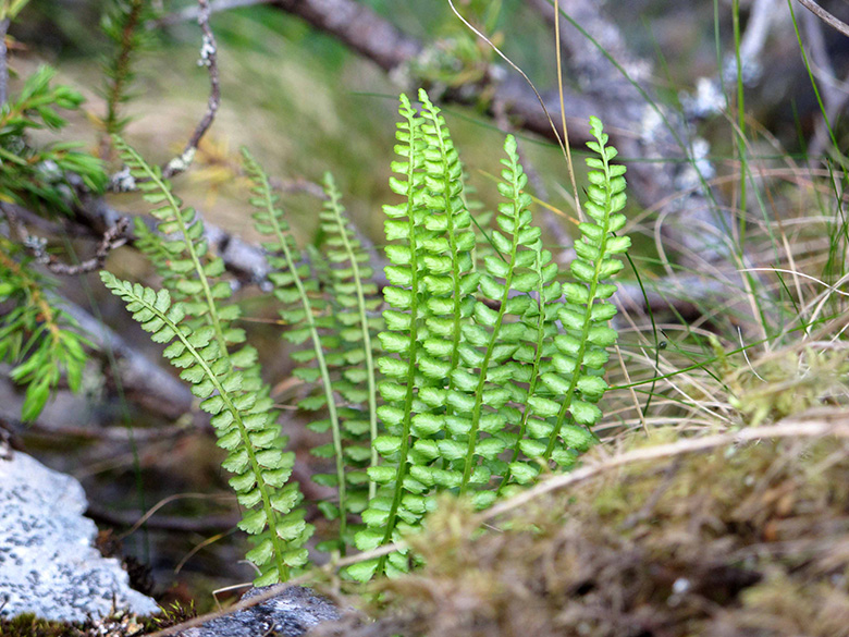 Asplenium viride