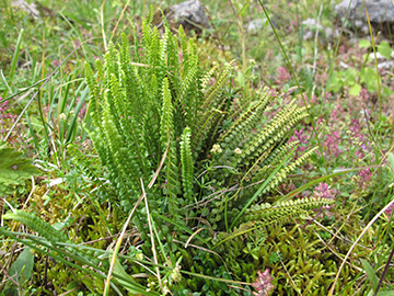 Asplenium viride