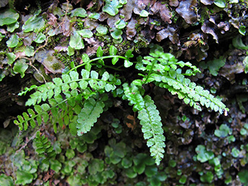 Asplenium viride