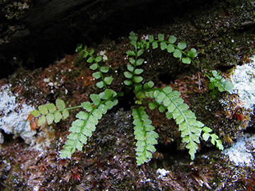 Asplenium viride