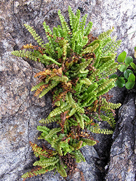 Asplenium viride