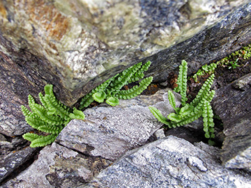 Asplenium viride