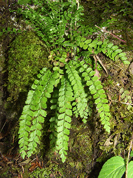 Asplenium viride