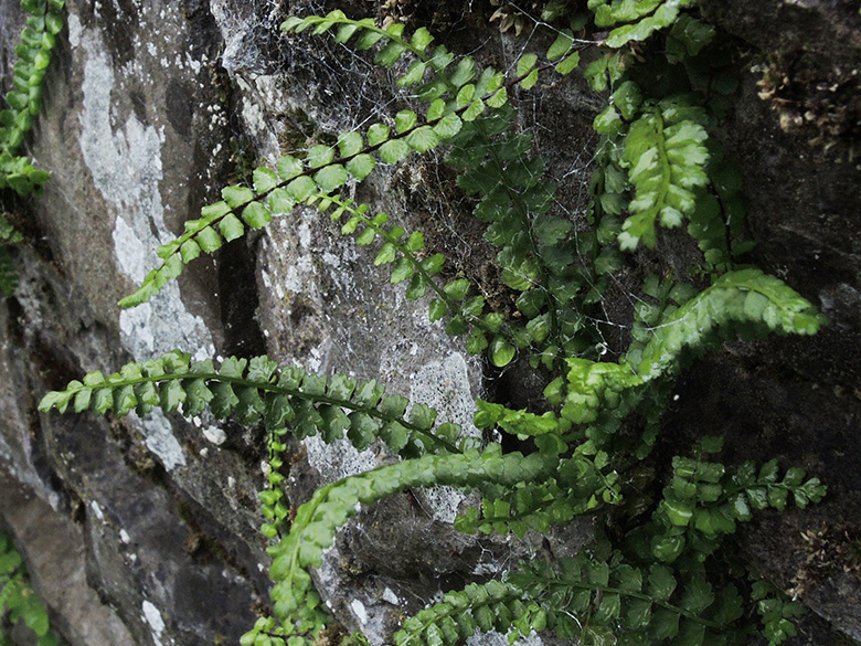 Asplenium viride