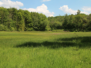 Bergkamen Orchideen