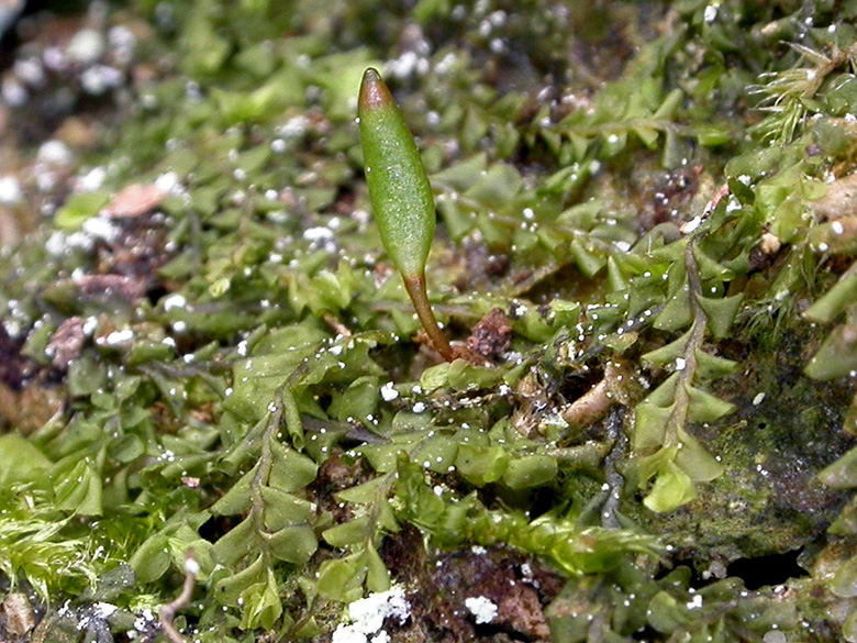 Buxbaumia viridis