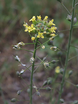 Camelina sativa