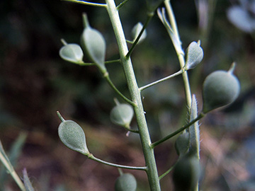 Camelina sativa