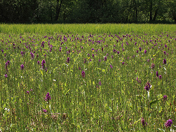 Dactylorhiza majalis