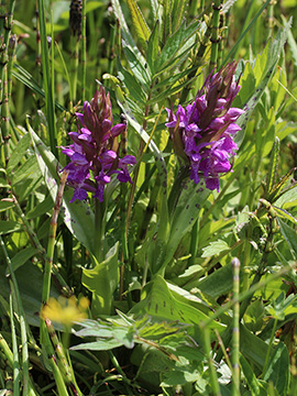 Dactylorhiza majalis