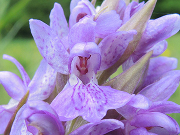 Dactylorhiza majalis