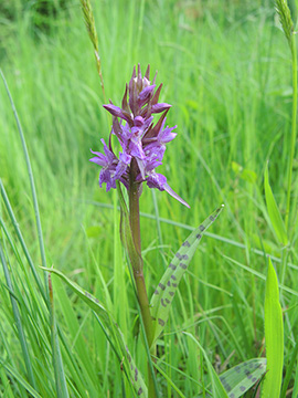 Dactylorhiza majalis