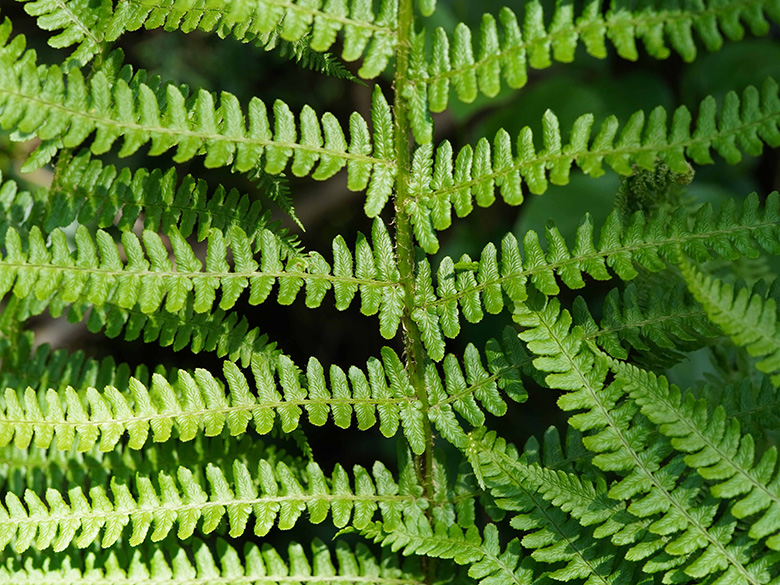 Dryopteris oreades