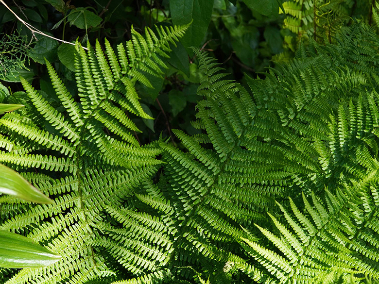 Dryopteris oreades