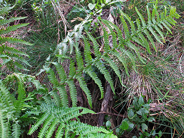 Dryopteris oreades