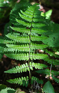 Dryopteris remota