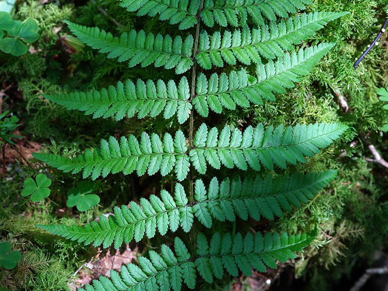 Dryopteris remota