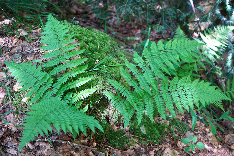 Dryopteris remota