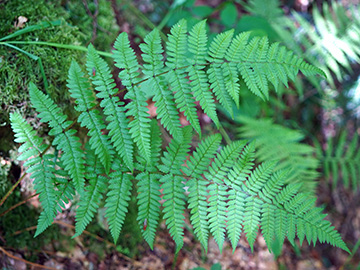 Dryopteris remota