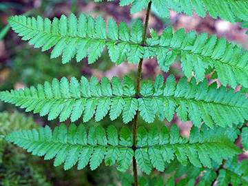 Dryopteris remota