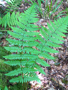 Dryopteris remota