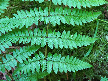 Dryopteris remota