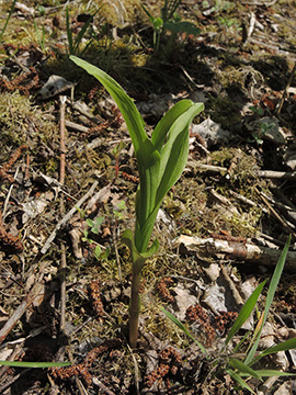 Epipactis helleborine