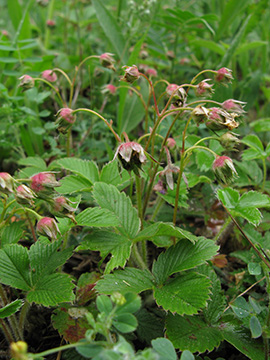 Fragaria viridis