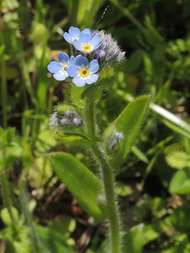 Myosotis arvensis