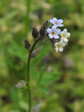 Myosotis discolor