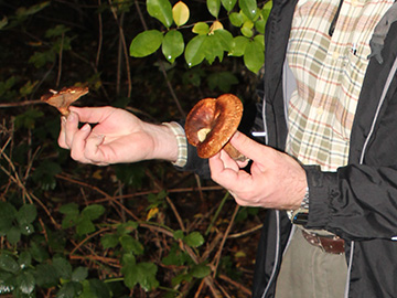 Paxillus involutus