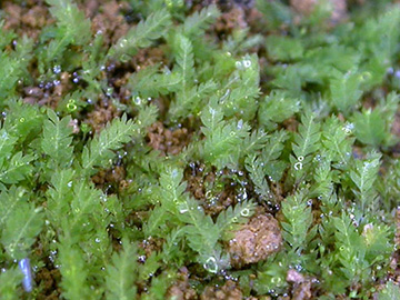 Schistostega pennata