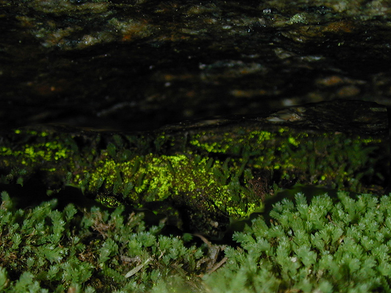 Schistostega pennata