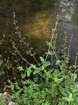 Scrophularia auriculata