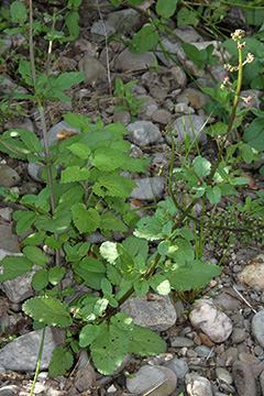 Scrophularia auriculata