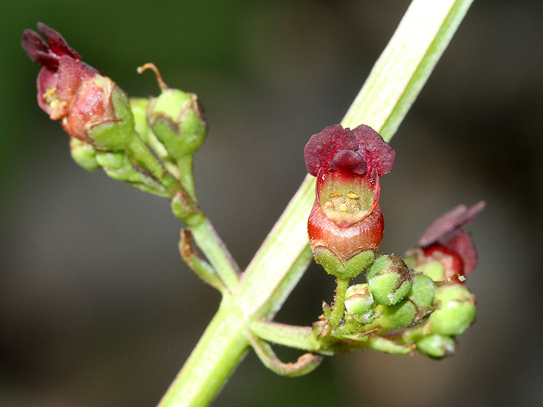 Scrophularia auriculata